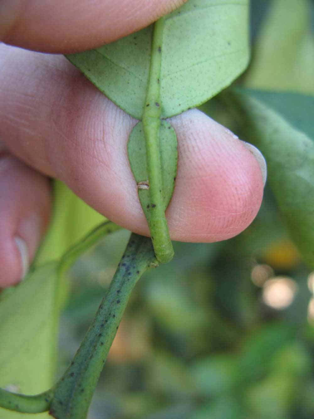              Petiole (Winter Haven, FL)       